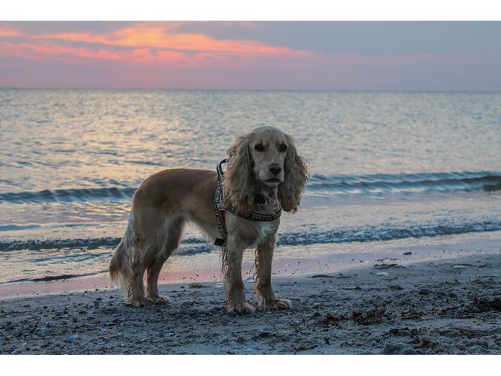 Cocker spaniel Cocio  billede 1