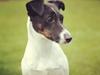 Glathåret foxterrier  blanding NOVA