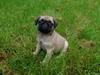 Mops Delle