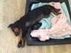 Dobermann Marco