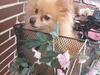 Pomeranian Jack D [ Himmelhund]