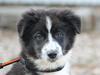 Australian shepherd Östra Greeda Wild Walkyria (aka. Jolly)