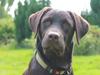 Labrador retriever Bailey