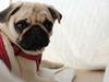 Mops Bodil [ Himmelhund]