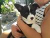 Welsh corgi cardigan Blondie's U 4 Ever 