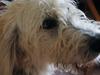 Blanding af racer labradoodel soja