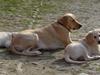 Labrador retriever julie, gule, djule