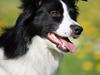 Border collie Kian Star Kianna