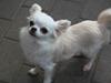 Chihuahua Bella
