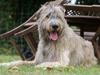 Irsk ulvehund Gandalf