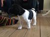 Field Trial Springer Spaniel Bobby