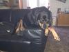 Rottweiler Von Hause Nomis Irina (Kikki)
