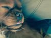 Cavalier king charles spaniel Charlie