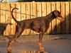Dobermann LJCH From Island Korsika A Mill. $ Baby (Cocio)