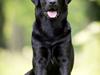 Labrador retriever Sansa (Black Pearls of Mainhatten Zanna Lee)