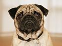 Mops Gizmo