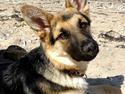 Schæferhund cookie