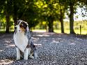 Australian shepherd Aston