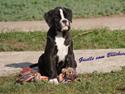 Boxer Giselle vom Bruchsee