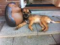 Border terrier Kalle