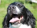 Engelsk springer spaniel Puk