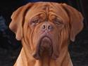 Dogue de bordeaux Aika