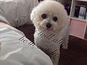 Bichon à poil frisé Yoda (RIP)