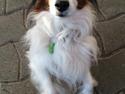 Kooikerhondje Andelokkerens brogede Gorm (Pyrus)