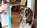 Engelsk springer spaniel Baloo *R.I.P*