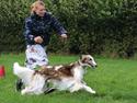 Borzoi Rotteberg aka Rotte