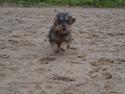 Gravhund Valborg