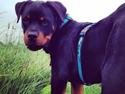 Rottweiler Djengis