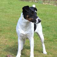 Glathåret foxterrier  blanding NOVA