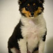 Shetland sheepdog Microgården's Zusie Q aka Esther