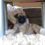 Mops Delle