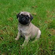 Mops Delle