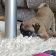 Mops Delle