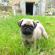 Mops Delle