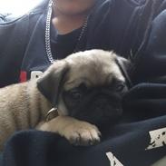 Mops Delle