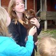 Blanding af racer Sally