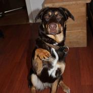 Blanding af racer Sally