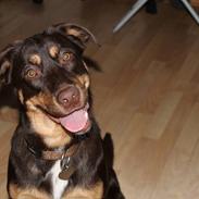 Blanding af racer Sally