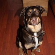 Blanding af racer Sally