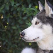 Siberian husky Snow Husky Ziemabor Jamie [Himmelhund] 