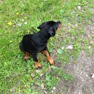 Dobermann Marco