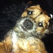 Border terrier Kalle