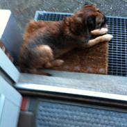 Border terrier Kalle