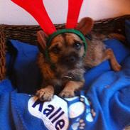 Border terrier Kalle