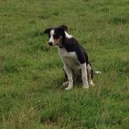 Border collie Cindy