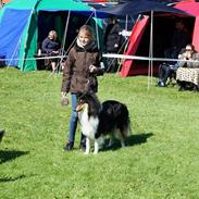 Collie langhåret Lapinette's Graceful And Elegant